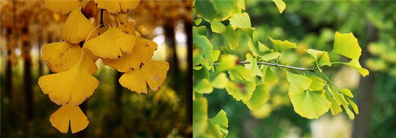 Ginkgo biloba.jpg